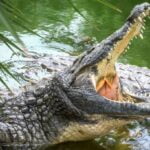 Descubre cómo los cocodrilos emboscan a sus presas en el agua