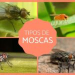 Descubre la clasificación de las moscas en el reino animal