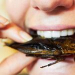 La fascinante relación entre los insectos y los seres humanos