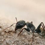 Las impresionantes habilidades de las mariposas: detectan luz ultravioleta y patrones de polarización