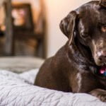 Perros detectando y reaccionando ante el miedo humano: ¡Descúbrelo!