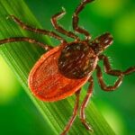 Riesgos de las picaduras de garrapatas: ¡Protege tu salud!